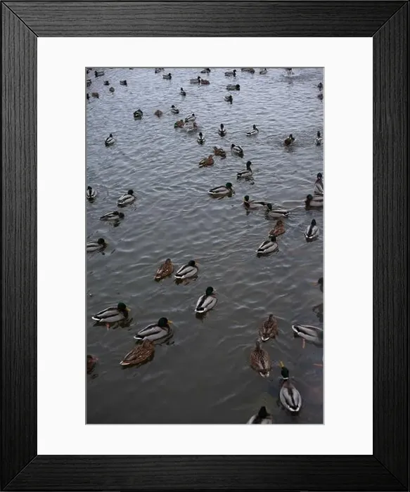 Framed Print : A serene scene of ducks floating peacefully on a calm body of water Framed Print : A serene scene of ducks floating peacefully on a calm body of water