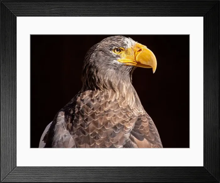 Framed Print : Majestic Steller's Sea Eagle, native to northeastern Asia Framed Print : Majestic Steller's Sea Eagle, native to northeastern Asia