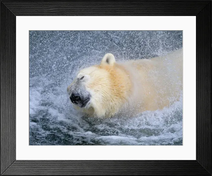 Framed Print : Portrait of a polar bear (Ursus maritimus) in the water in a zoo, splashing water Framed Print : Portrait of a polar bear (Ursus maritimus) in the water in a zoo, splashing water