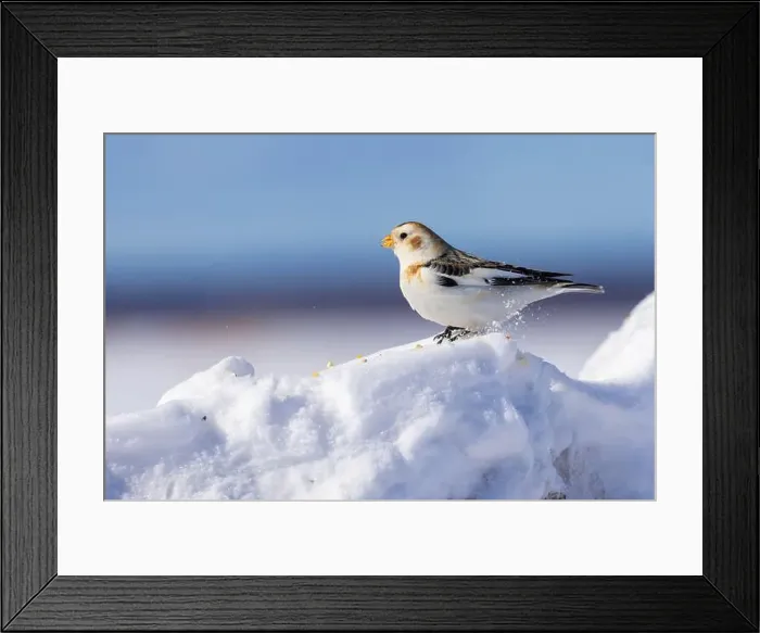Framed Print : snow bunting (Plectrophenax nivalis) Framed Print : snow bunting (Plectrophenax nivalis)
