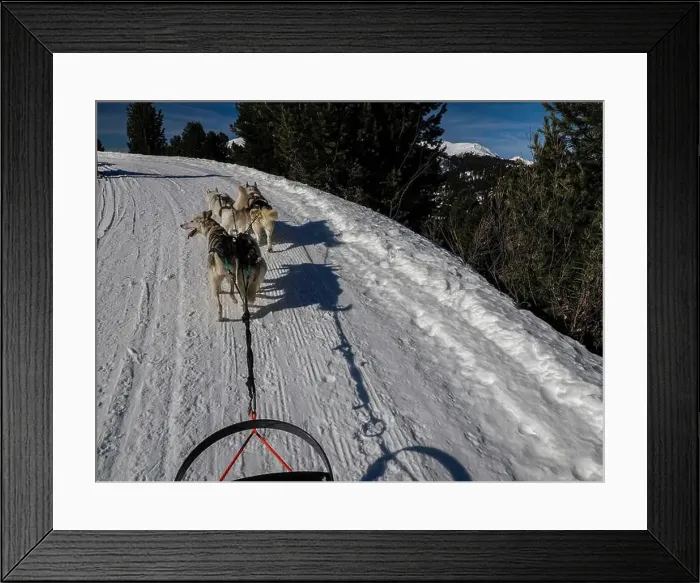 Framed Print : Sled dog with husky dogs in snow mountains white background in dolomites on sunny day view from the sled with dogs Framed Print : Sled dog with husky dogs in snow mountains white background in dolomites on sunny day view from the sled with dogs