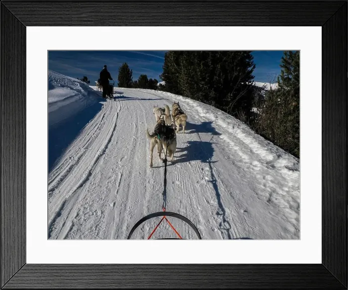 Framed Print : Sled dog with husky dogs in snow mountains white background in dolomites on sunny day view from the sled with dogs Framed Print : Sled dog with husky dogs in snow mountains white background in dolomites on sunny day view from the sled with dogs