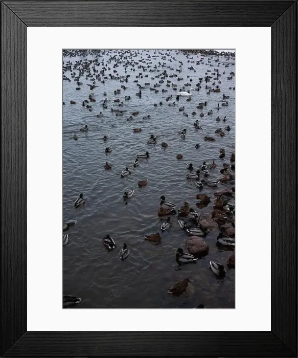 Framed Print : A serene scene of ducks floating peacefully on a calm body of water Framed Print : A serene scene of ducks floating peacefully on a calm body of water