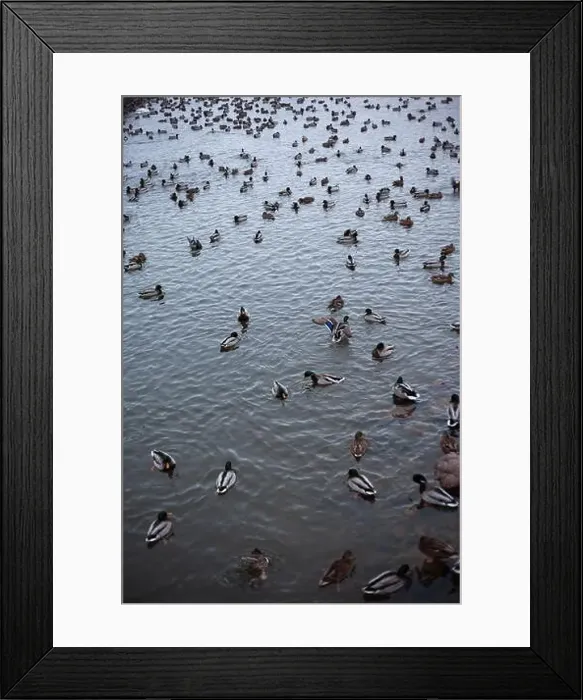 Framed Print : A serene scene of ducks floating peacefully on a calm body of water Framed Print : A serene scene of ducks floating peacefully on a calm body of water