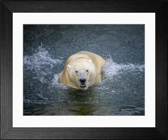 Framed Print : Portrait of a polar bear (Ursus maritimus) in the water in a zoo, splashing water Framed Print : Portrait of a polar bear (Ursus maritimus) in the water in a zoo, splashing water