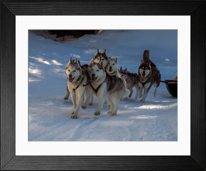 Framed Print : Sled dog with husky dogs running in snow mountains white background in dolomites in winter Framed Print : Sled dog with husky dogs running in snow mountains white background in dolomites in winter