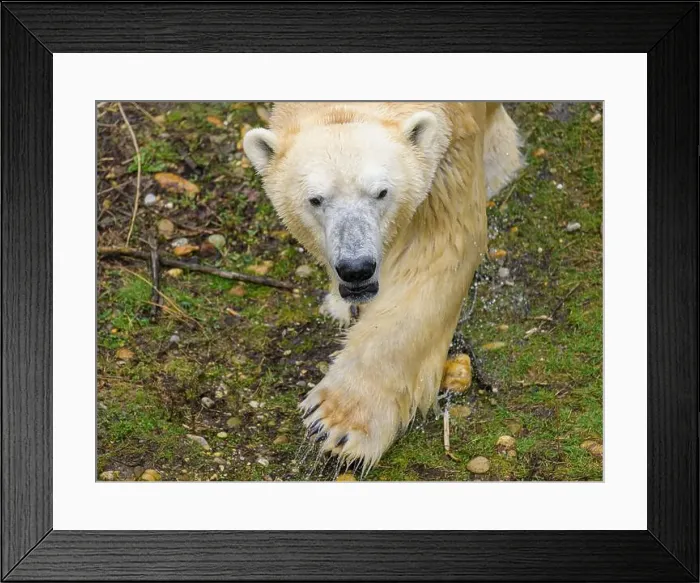 Framed Print : Portrait of a polar bear (Ursus maritimus) in a zoo Framed Print : Portrait of a polar bear (Ursus maritimus) in a zoo