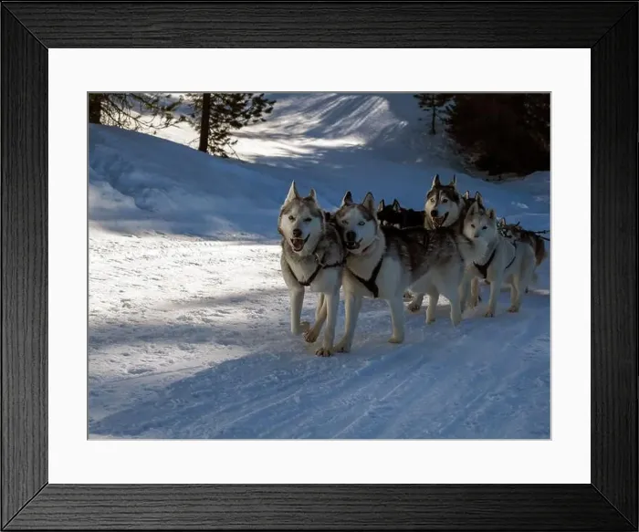 Framed Print : Sled dog with husky dogs running in snow mountains white background in dolomites in winter Framed Print : Sled dog with husky dogs running in snow mountains white background in dolomites in winter