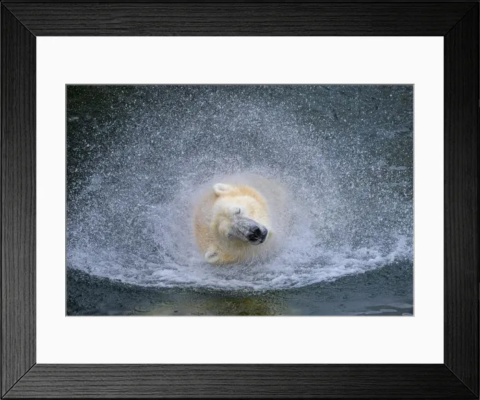 Framed Print : Portrait of a polar bear (Ursus maritimus) in the water in a zoo, splashing water Framed Print : Portrait of a polar bear (Ursus maritimus) in the water in a zoo, splashing water