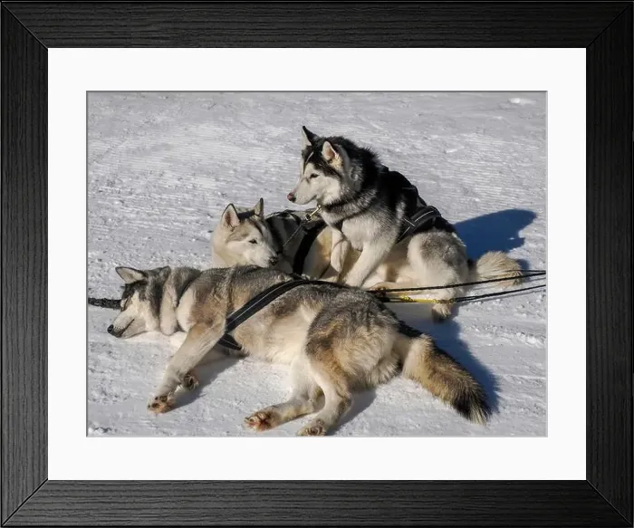 Framed Print : Sleddog with husky dogs resting in snow mountains white background in dolomites on sunny day Framed Print : Sleddog with husky dogs resting in snow mountains white background in dolomites on sunny day