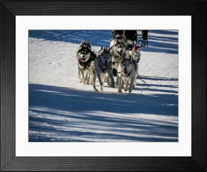 Framed Print : Sled dog with husky dogs running in snow mountains white background in dolomites in winter Framed Print : Sled dog with husky dogs running in snow mountains white background in dolomites in winter