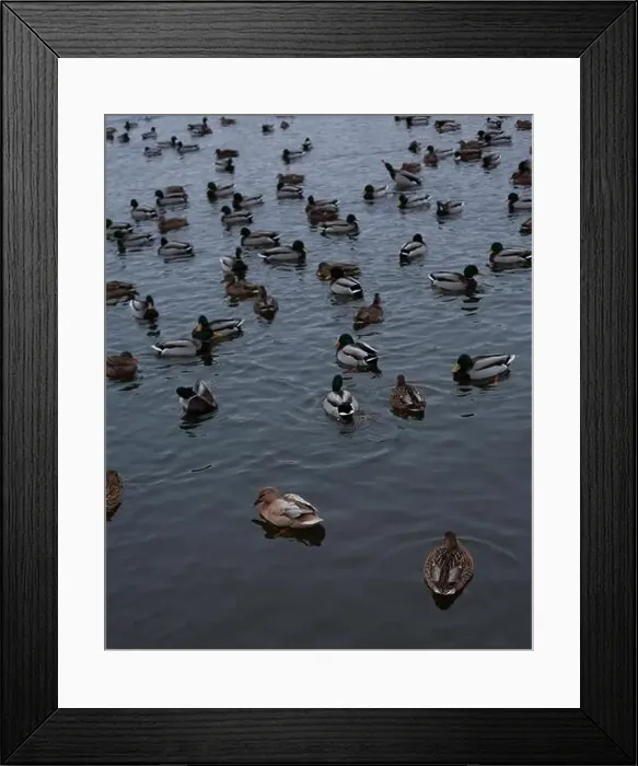 Framed Print : A serene scene of ducks floating peacefully on a calm body of water Framed Print : A serene scene of ducks floating peacefully on a calm body of water
