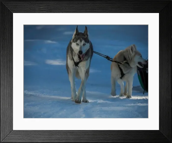 Framed Print : Sled dog with husky dogs running in snow mountains white background in dolomites in winter Framed Print : Sled dog with husky dogs running in snow mountains white background in dolomites in winter