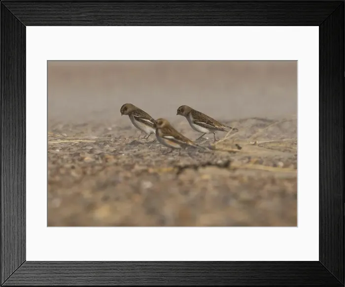 Framed Print : The snow buntings in a sandstorm Framed Print : The snow buntings in a sandstorm