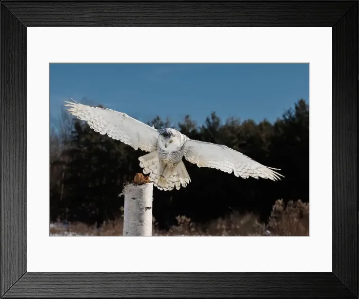 Framed Print : Snowy owl in flight with wings outstretched, perched on a white post Framed Print : Snowy owl in flight with wings outstretched, perched on a white post