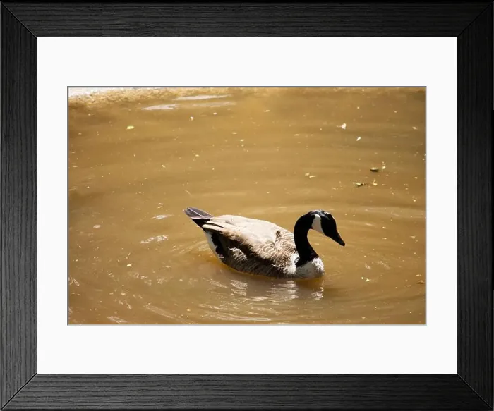 Framed Print : The Canadian goose is a large goose with a black head and neck and a distinctive white chinstrap Framed Print : The Canadian goose is a large goose with a black head and neck and a distinctive white chinstrap