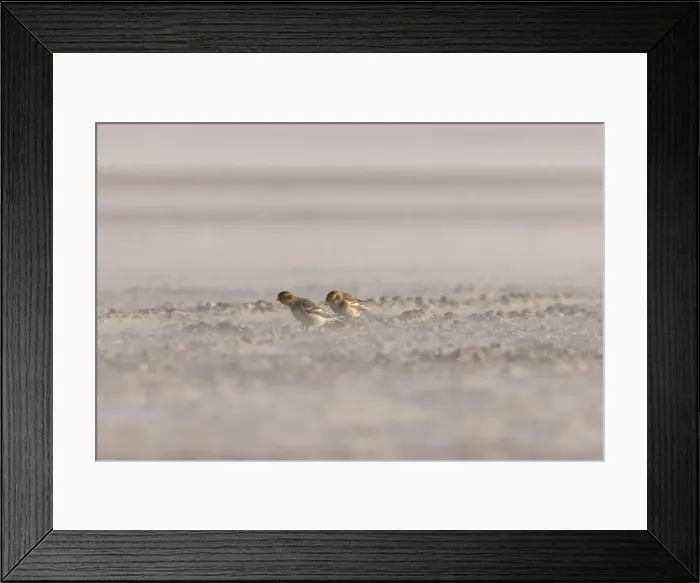 Framed Print : The snow buntings in a sandstorm Framed Print : The snow buntings in a sandstorm