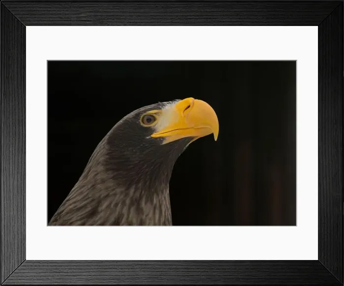 Framed Print : Steller's sea eagle on Dark background Framed Print : Steller's sea eagle on Dark background