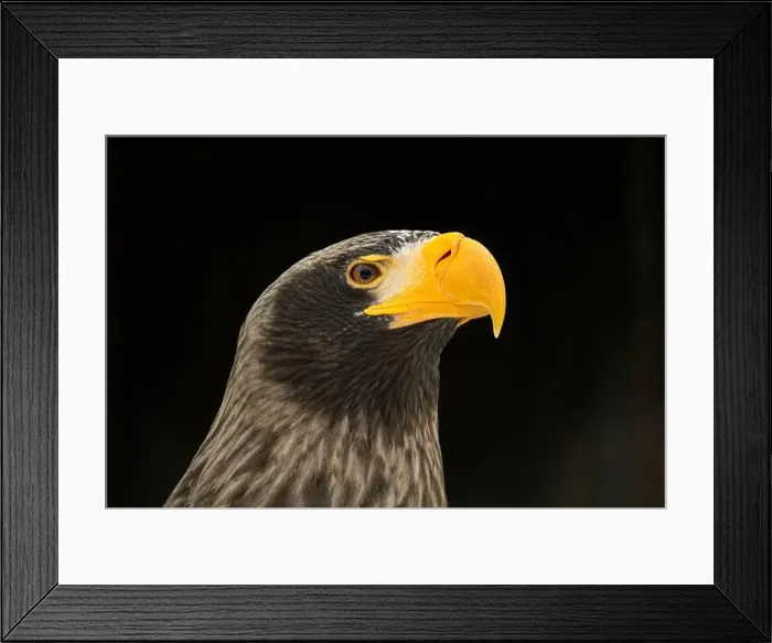 Framed Print : Head of a Steller's sea eagle. Steller's sea eagle is a most large of sea eagle. Close-up Framed Print : Head of a Steller's sea eagle. Steller's sea eagle is a most large of sea eagle. Close-up