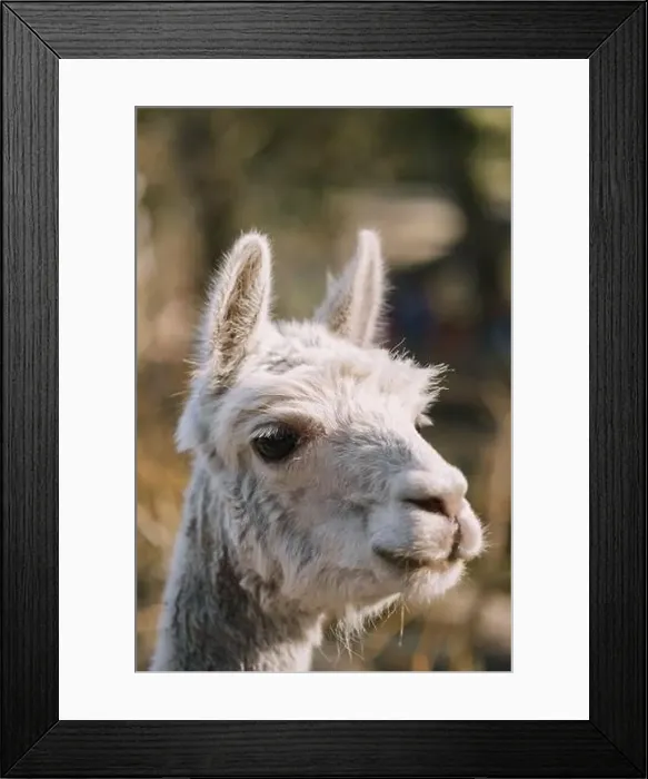 Framed Print : Close-up of a curious alpaca in a serene outdoor setting