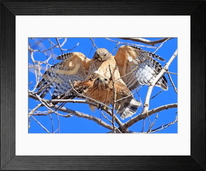 Framed Print : A beautiful pair of Red-shouldered Hawks mating in a tree, Quebec, Canada Framed Print : A beautiful pair of Red-shouldered Hawks mating in a tree, Quebec, Canada