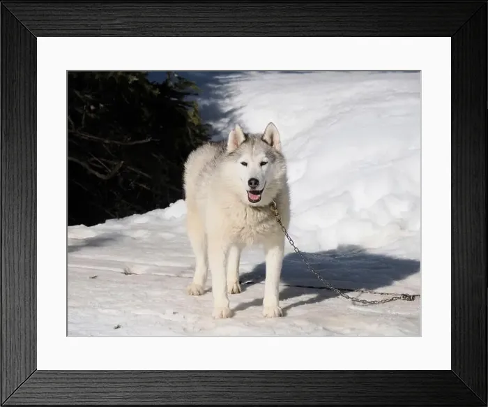 Framed Print : Sleddog with husky dogs in snow mountains white background in dolomites on sunny day Framed Print : Sleddog with husky dogs in snow mountains white background in dolomites on sunny day