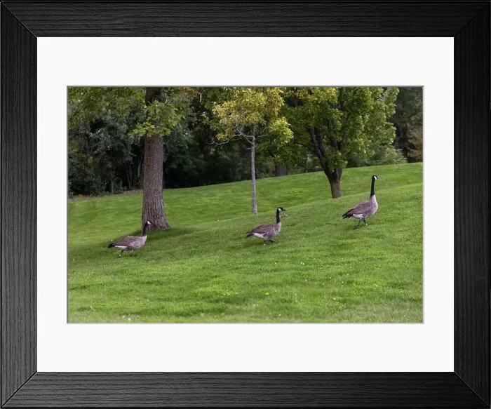 Framed Print : Wild Canadian geese walking on green grass among trees in park Framed Print : Wild Canadian geese walking on green grass among trees in park
