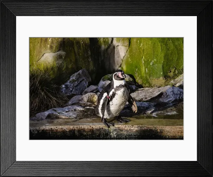 Framed Print : A penguin perched on rocks with water and additional rocks in the background Framed Print : A penguin perched on rocks with water and additional rocks in the background