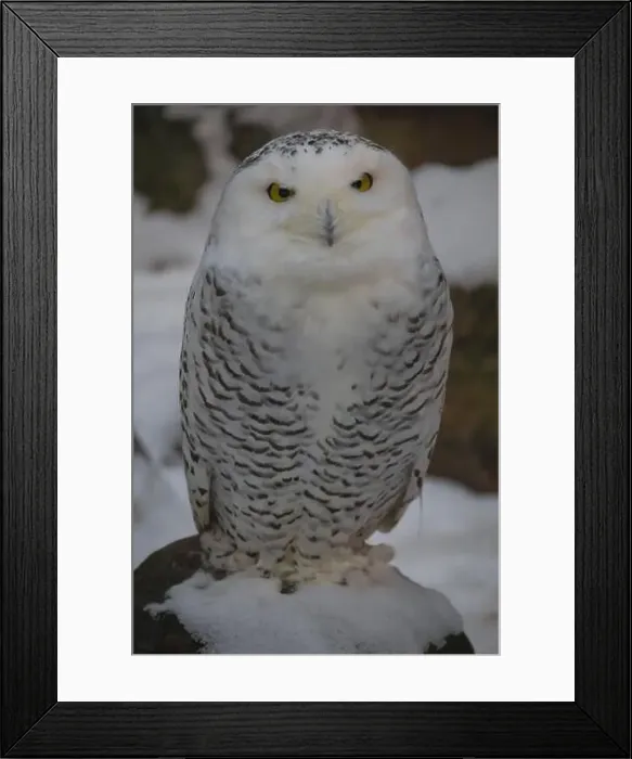 Framed Print : The Snowy Owl, Bubo scandiacus is a large Framed Print : The Snowy Owl, Bubo scandiacus is a large