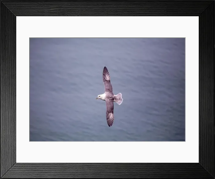 Framed Print : The Fulmar, with its graceful flight Framed Print : The Fulmar, with its graceful flight