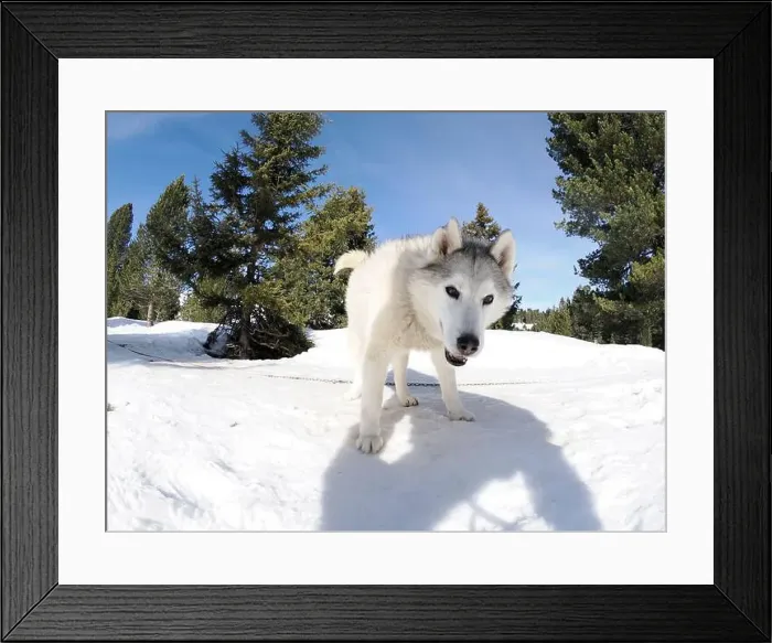 Framed Print : Sleddog with husky dogs in snow mountains white background in dolomites on sunny day Framed Print : Sleddog with husky dogs in snow mountains white background in dolomites on sunny day