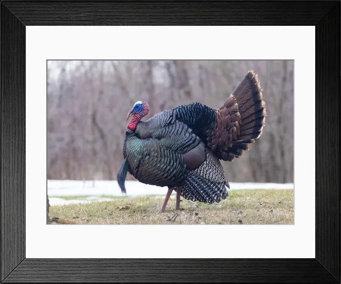 Framed Print : Male Wild Turkey (Meleagris gallopavo) parade Framed Print : Male Wild Turkey (Meleagris gallopavo) parade