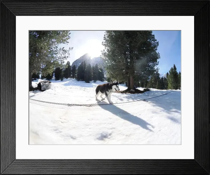Framed Print : Sleddog with husky dogs in snow mountains white background in dolomites on sunny day Framed Print : Sleddog with husky dogs in snow mountains white background in dolomites on sunny day