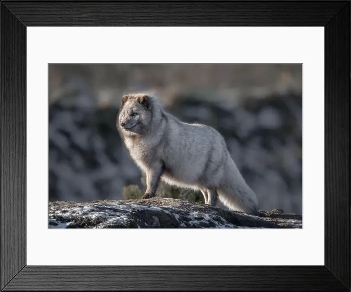 Framed Print : arctic fox stands proudly and alert on a mound Framed Print : arctic fox stands proudly and alert on a mound