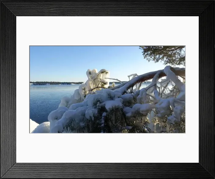 Framed Print : Frozen trees and plants on the coast of Northern Europe during a sunny morning Framed Print : Frozen trees and plants on the coast of Northern Europe during a sunny morning