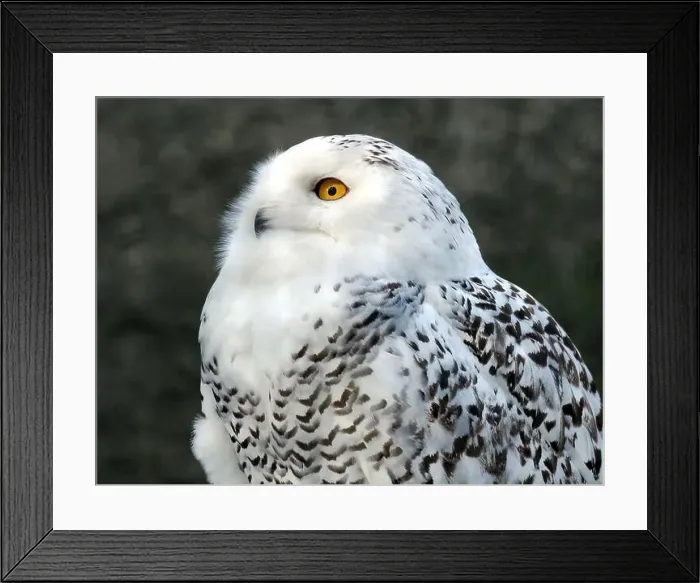 Framed Print : Snowy owl, polar owl, white owl, Arctic owl, Schnee-Eule, Harfang des neiges, Bubo scandiacus, hóbagoly, Zoo