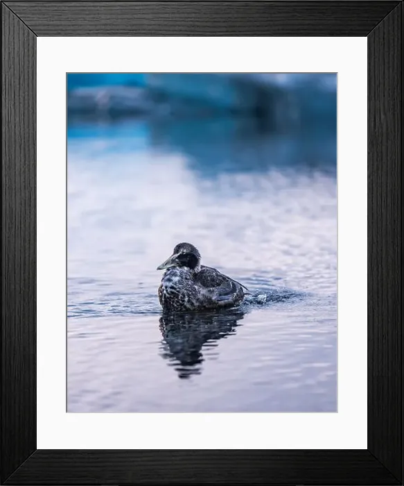 Framed Print : A gray and white duck swimming near icebergs in the water Framed Print : A gray and white duck swimming near icebergs in the water