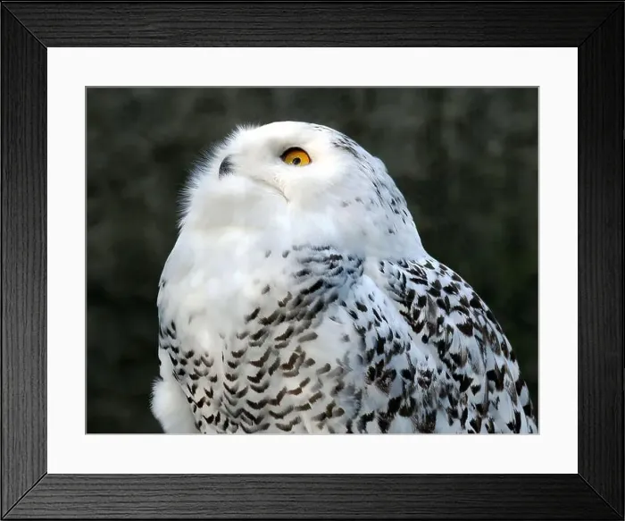 Framed Print : Snowy owl, polar owl, white owl, Arctic owl, Schnee-Eule, Harfang des neiges, Bubo scandiacus, hóbagoly, Zoo Framed Print : Snowy owl, polar owl, white owl, Arctic owl, Schnee-Eule, Harfang des neiges, Bubo scandiacus, hóbagoly, Zoo