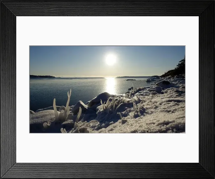 Framed Print : Frozen plants on the coast of Northern Europe during a sunny morning Framed Print : Frozen plants on the coast of Northern Europe during a sunny morning