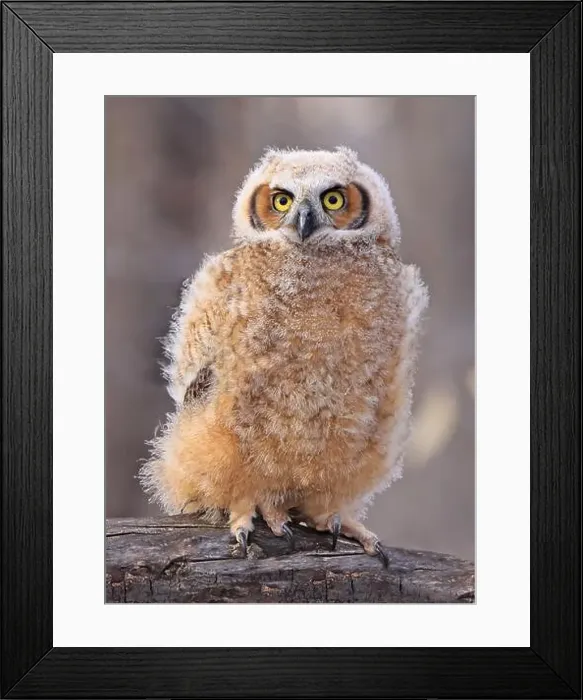 Framed Print : Great-horned Owl baby portrait in the forest, Quebec, Canada Framed Print : Great-horned Owl baby portrait in the forest, Quebec, Canada