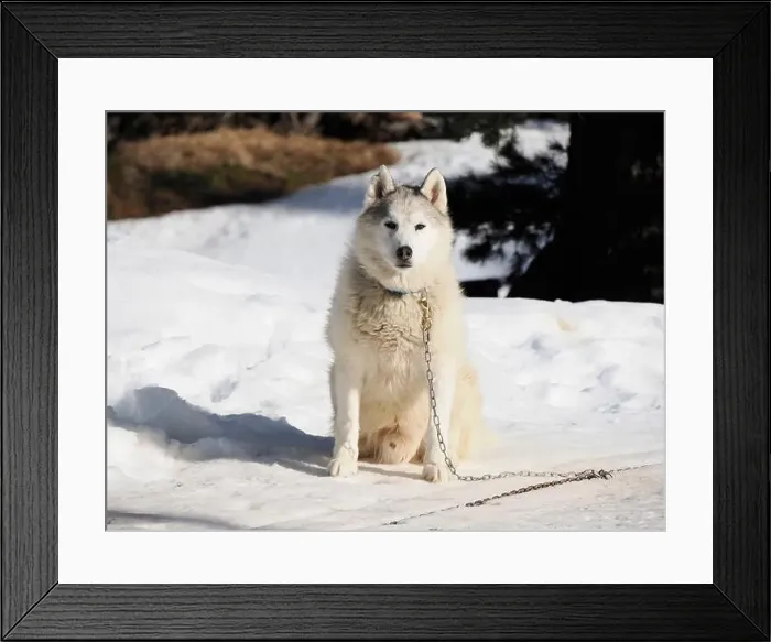Framed Print : Sleddog with husky dogs in snow mountains white background in dolomites on sunny day Framed Print : Sleddog with husky dogs in snow mountains white background in dolomites on sunny day