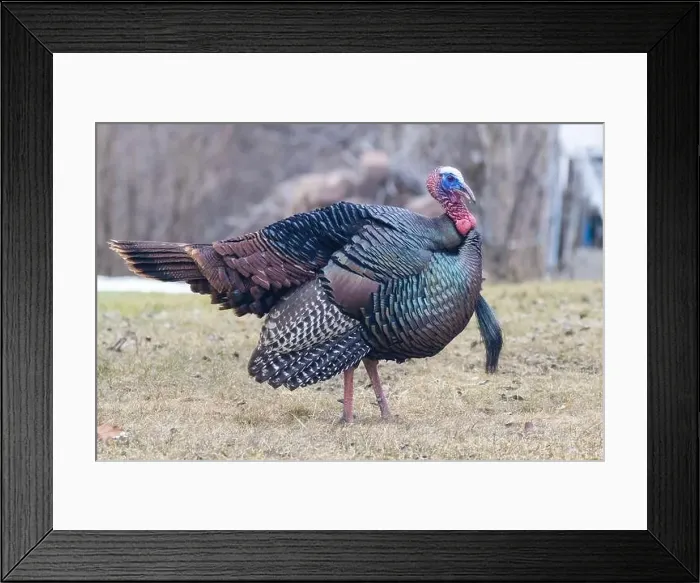 Framed Print : Male Wild Turkey (Meleagris gallopavo) parade Framed Print : Male Wild Turkey (Meleagris gallopavo) parade