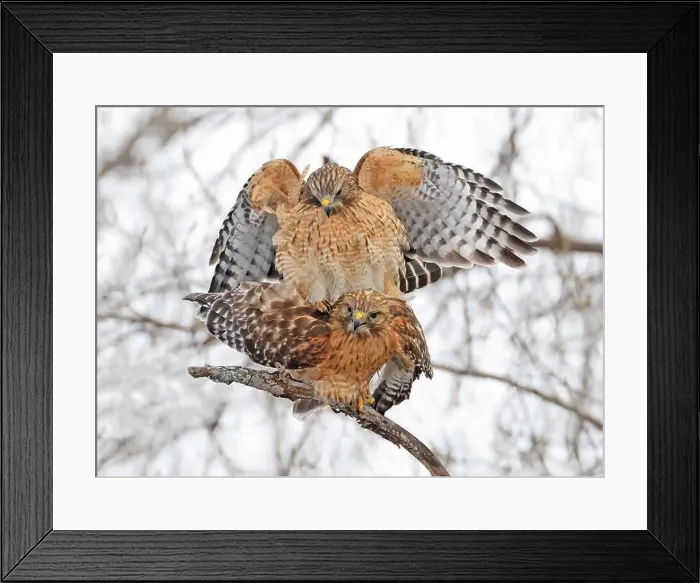 Framed Print : A beautiful pair of Red-shouldered Hawks mating in a tree, Quebec, Canada Framed Print : A beautiful pair of Red-shouldered Hawks mating in a tree, Quebec, Canada