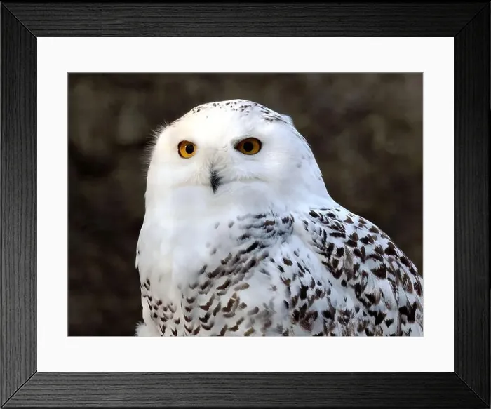 Framed Print : Snowy owl, polar owl, white owl, Arctic owl, Schnee-Eule, Harfang des neiges, Bubo scandiacus, hóbagoly, Zoo Framed Print : Snowy owl, polar owl, white owl, Arctic owl, Schnee-Eule, Harfang des neiges, Bubo scandiacus, hóbagoly, Zoo