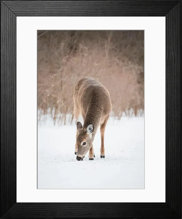 Framed Print : Close up of white tailed deer eating seeds off snow in wooded area Framed Print : Close up of white tailed deer eating seeds off snow in wooded area
