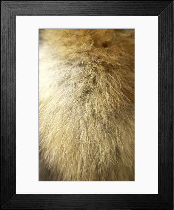 Framed Print : Detail of dead animal skin, decoration and coat Framed Print : Detail of dead animal skin, decoration and coat