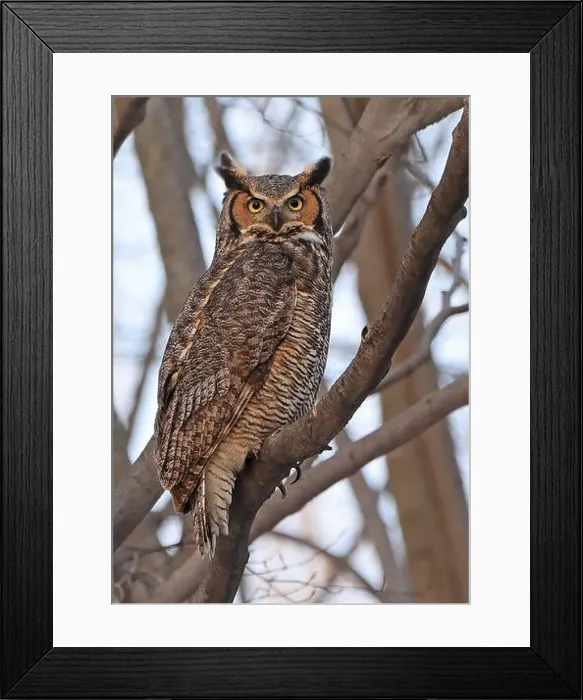Framed Print : Great-horned Owl perched on a branch in the forest, Quebec, Canada Framed Print : Great-horned Owl perched on a branch in the forest, Quebec, Canada