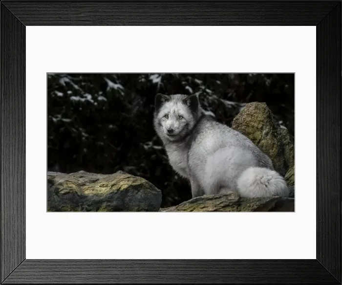 Framed Print : A close-up of an arctic fox (Vulpes Lagopus) sittng on a rock looking at the camera Framed Print : A close-up of an arctic fox (Vulpes Lagopus) sittng on a rock looking at the camera