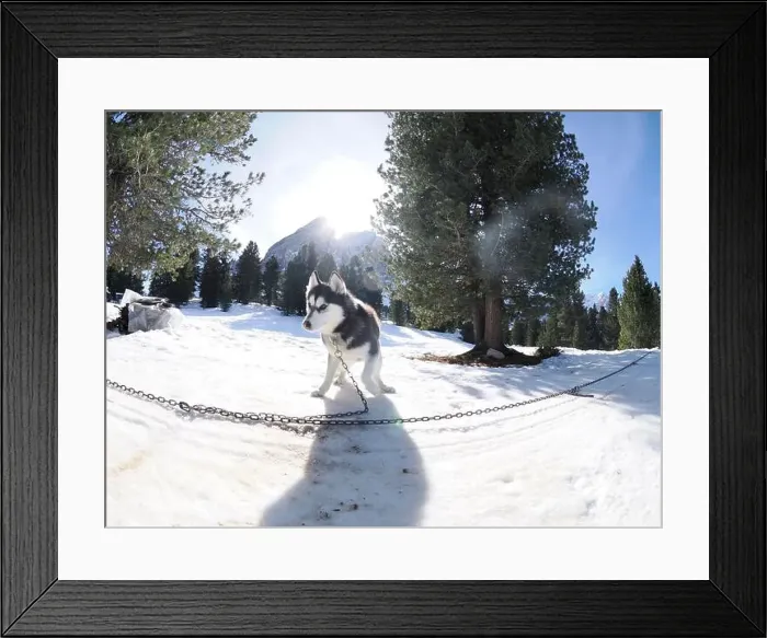 Framed Print : Sleddog with husky dogs in snow mountains white background in dolomites on sunny day Framed Print : Sleddog with husky dogs in snow mountains white background in dolomites on sunny day