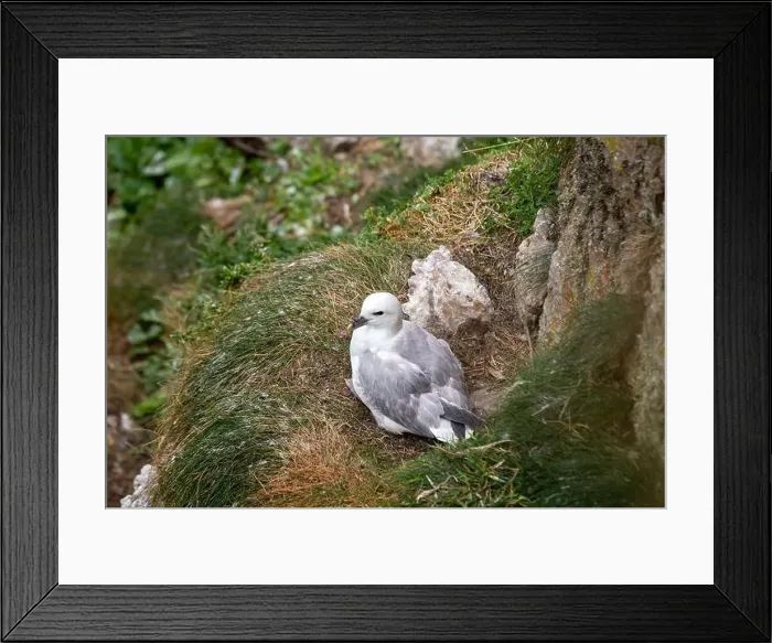 Framed Print : The Fulmar, with its graceful flight Framed Print : The Fulmar, with its graceful flight
